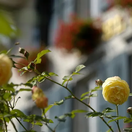 فندق بوسيت Unterseen