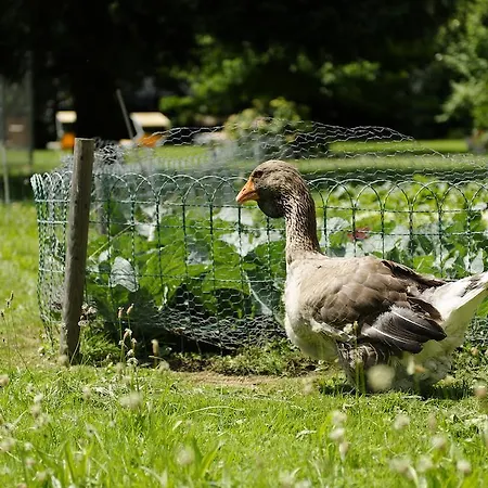 美地酒店 3* Unterseen